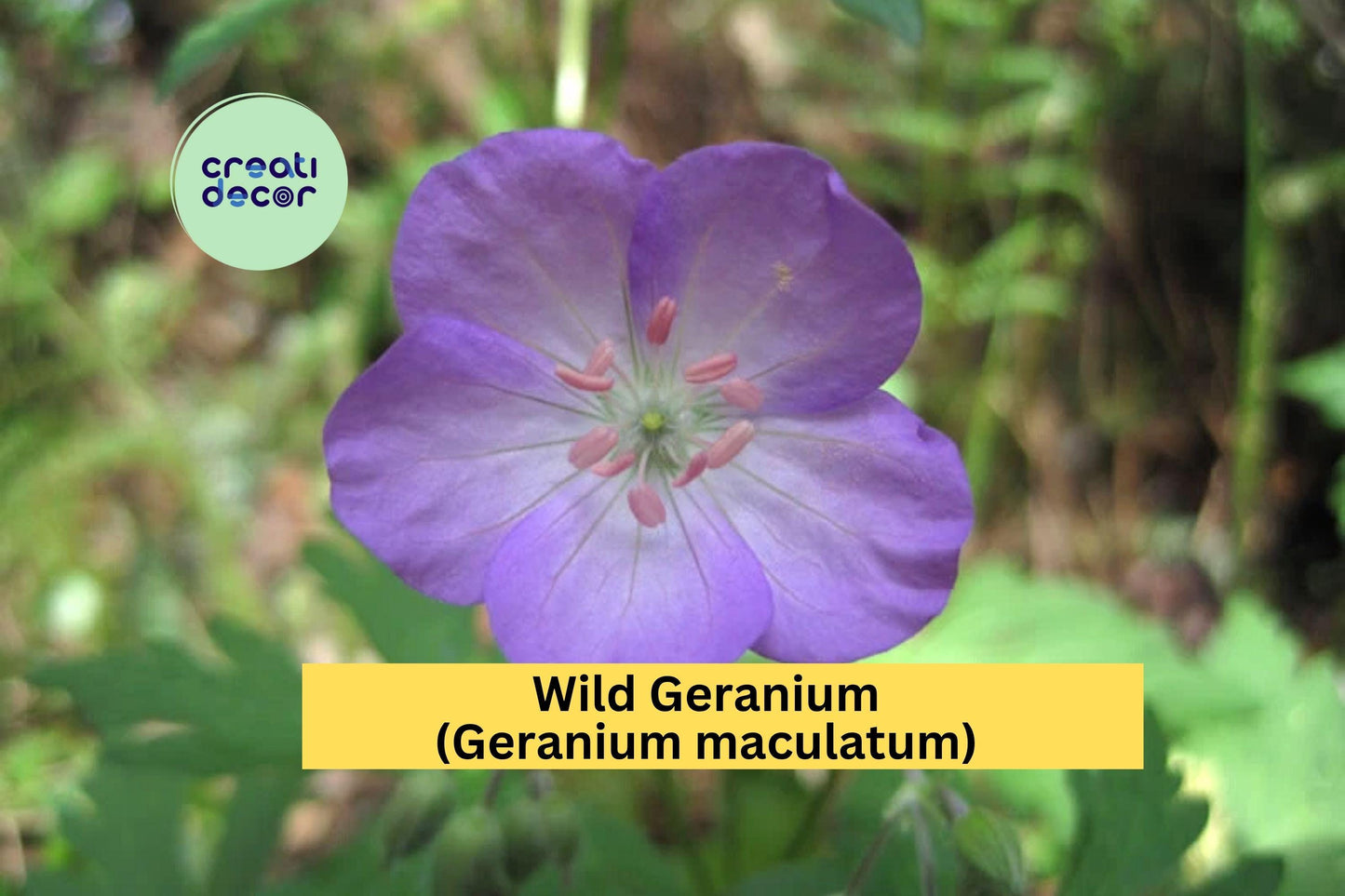 Wild Geranium Plants | Geranium maculatum Bare Root Set of 15 | Hardy Perennial Native Flowering Plant for Outdoor Gardens