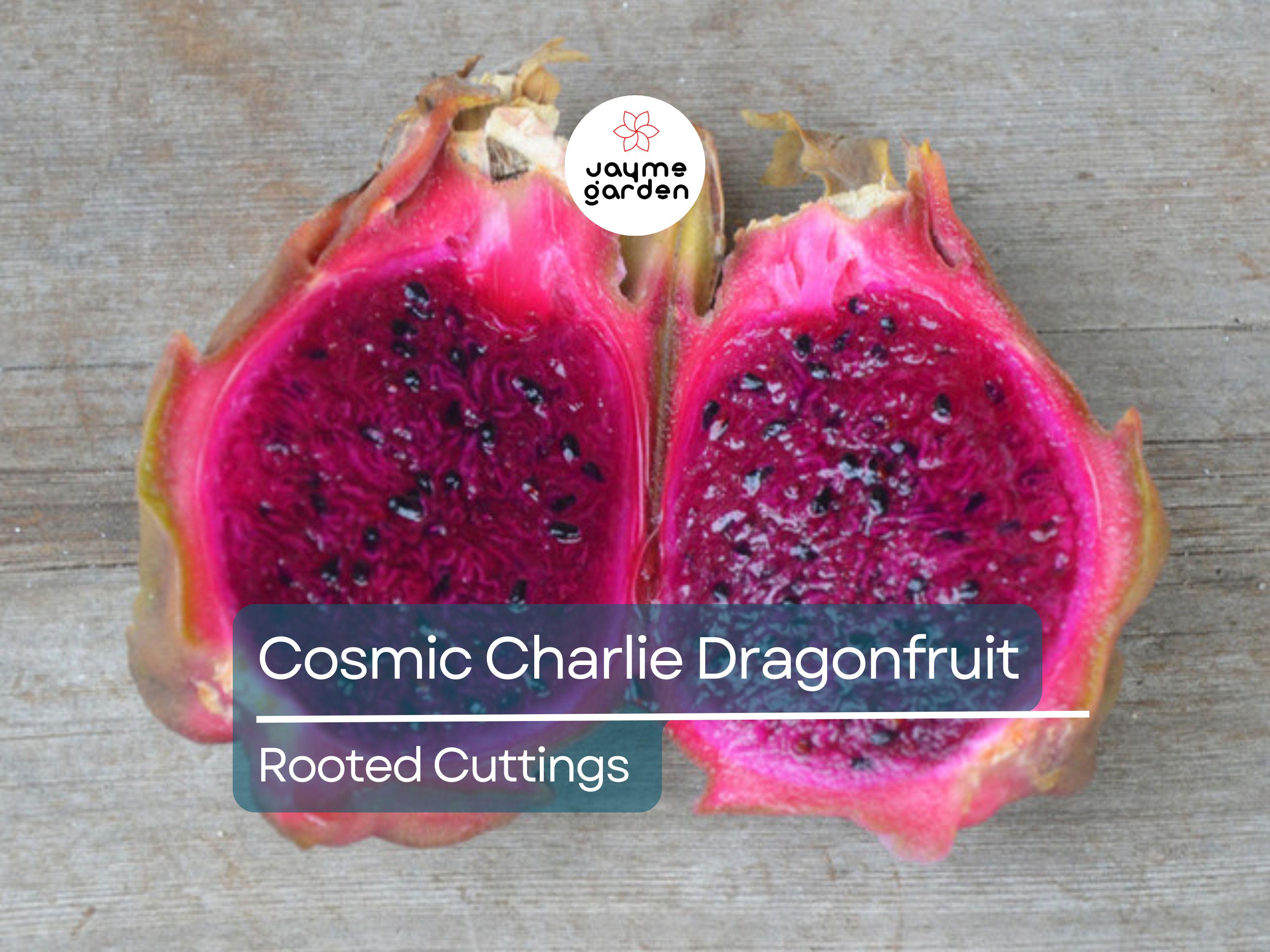 4 Rooted Cosmic Charlie Dragon Fruit Cuttings (Hylocereus Undatus) | 4-8 Inches Long, Ready to Plant | Unique Variegated Dragon Fruit