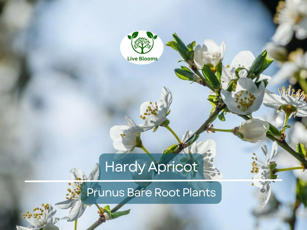1 Hardy Apricot Tree - Bare Root Edible Tree (Prunus armeniaca) Zones 5-8, Self-Pollinating, Cold Hardy Fruit Tree/Shrub for Home Garden