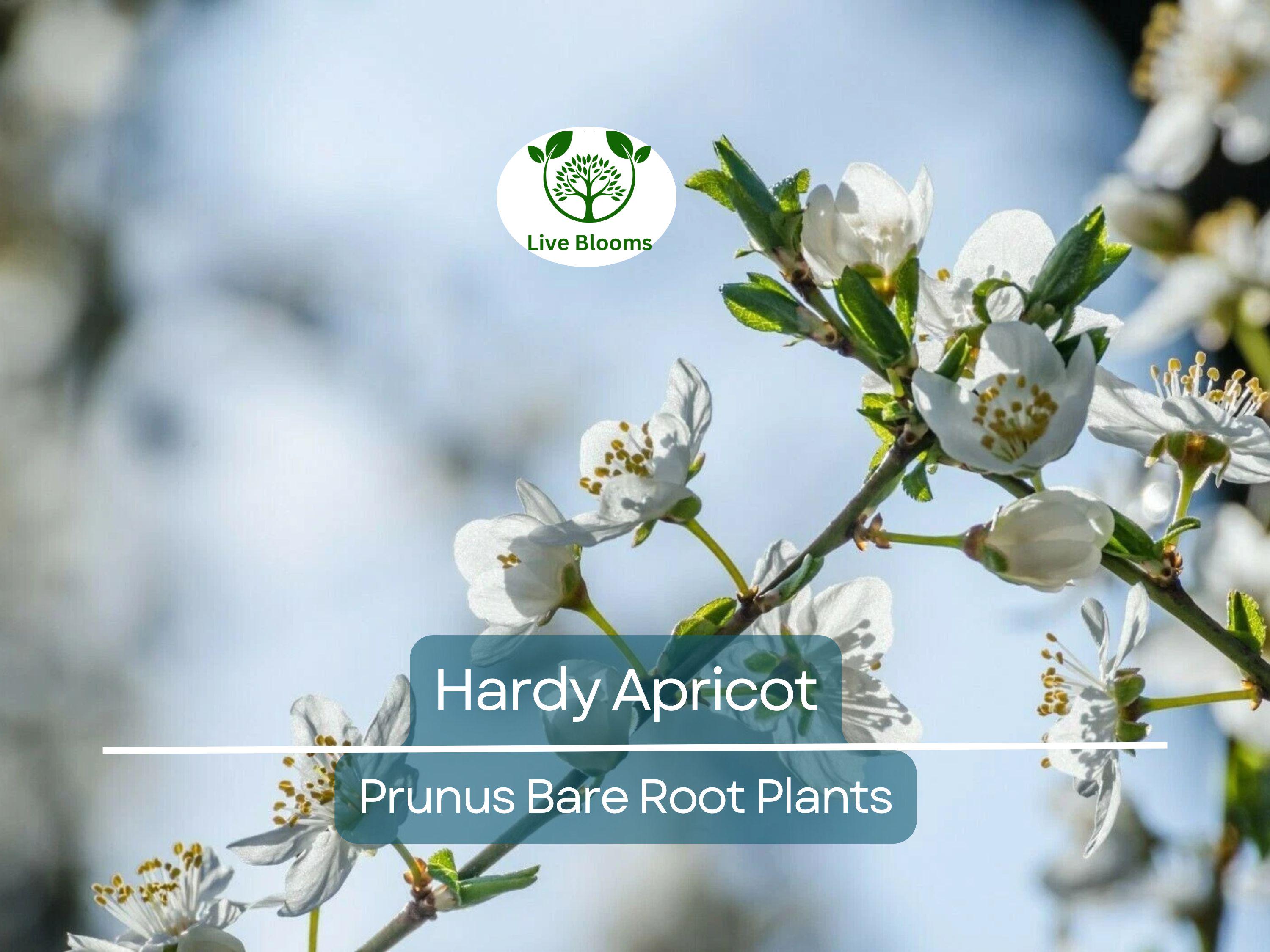 1 Hardy Apricot Tree - Bare Root Edible Tree (Prunus armeniaca) Zones 5-8, Self-Pollinating, Cold Hardy Fruit Tree/Shrub for Home Garden