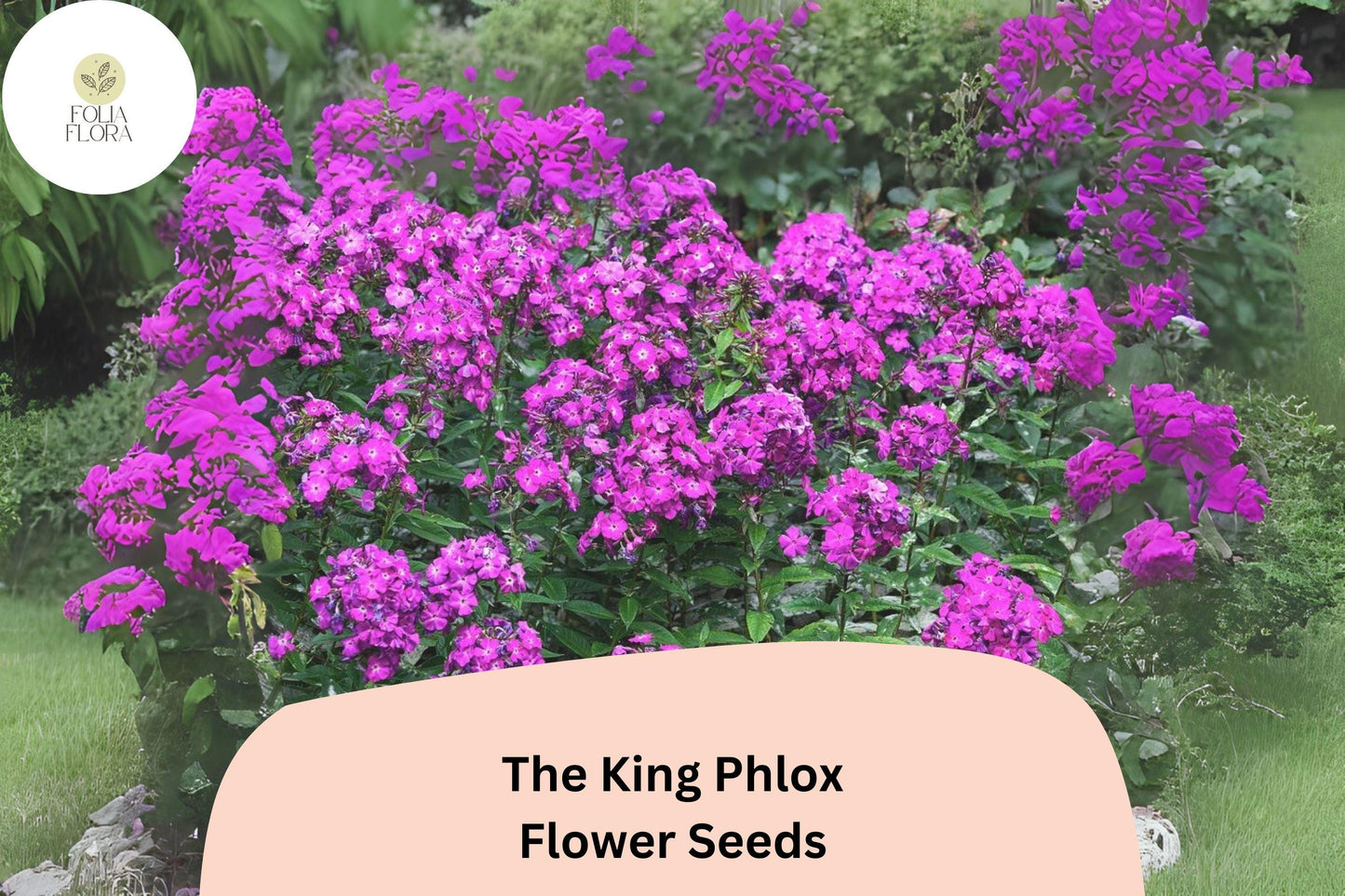 100+ The King Phlox Seeds – Annual Garden Flowers, Phlox drummondii