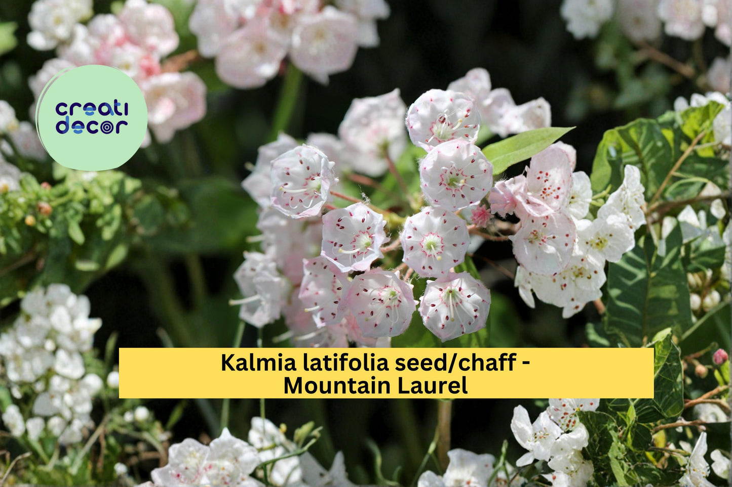 Mountain Laurel Seeds Kalmia latifolia 100 Count Native Evergreen Flowering Shrub Garden Plant Seeds