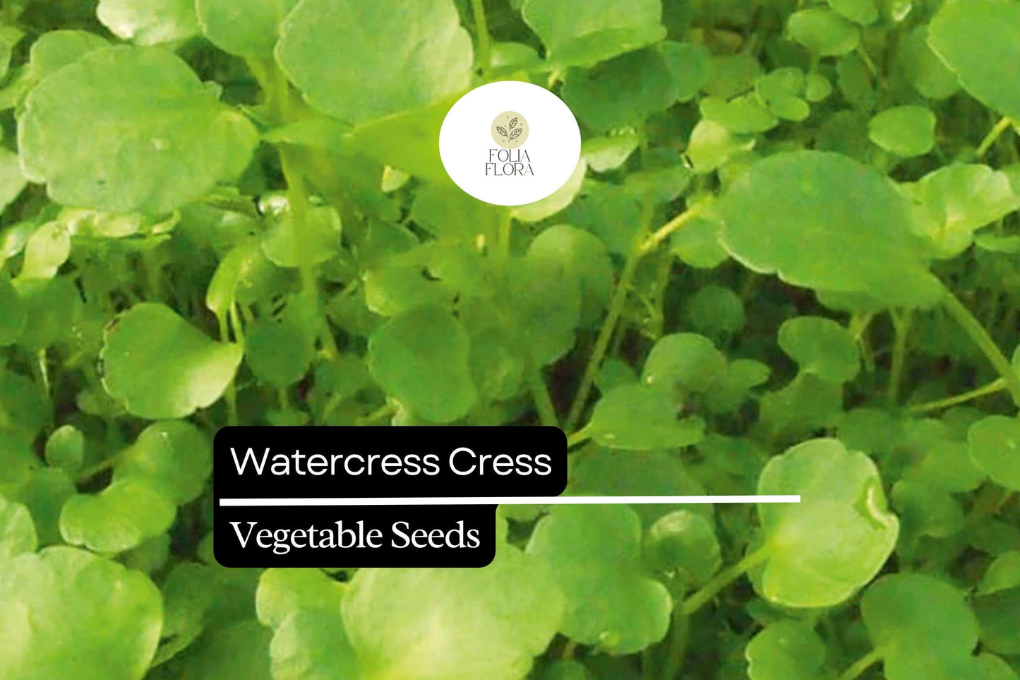 1000 Seeds Watercress Cress (Nasturtium officinale) – Nutrient-Packed Aquatic Green for Salads and Garnishes