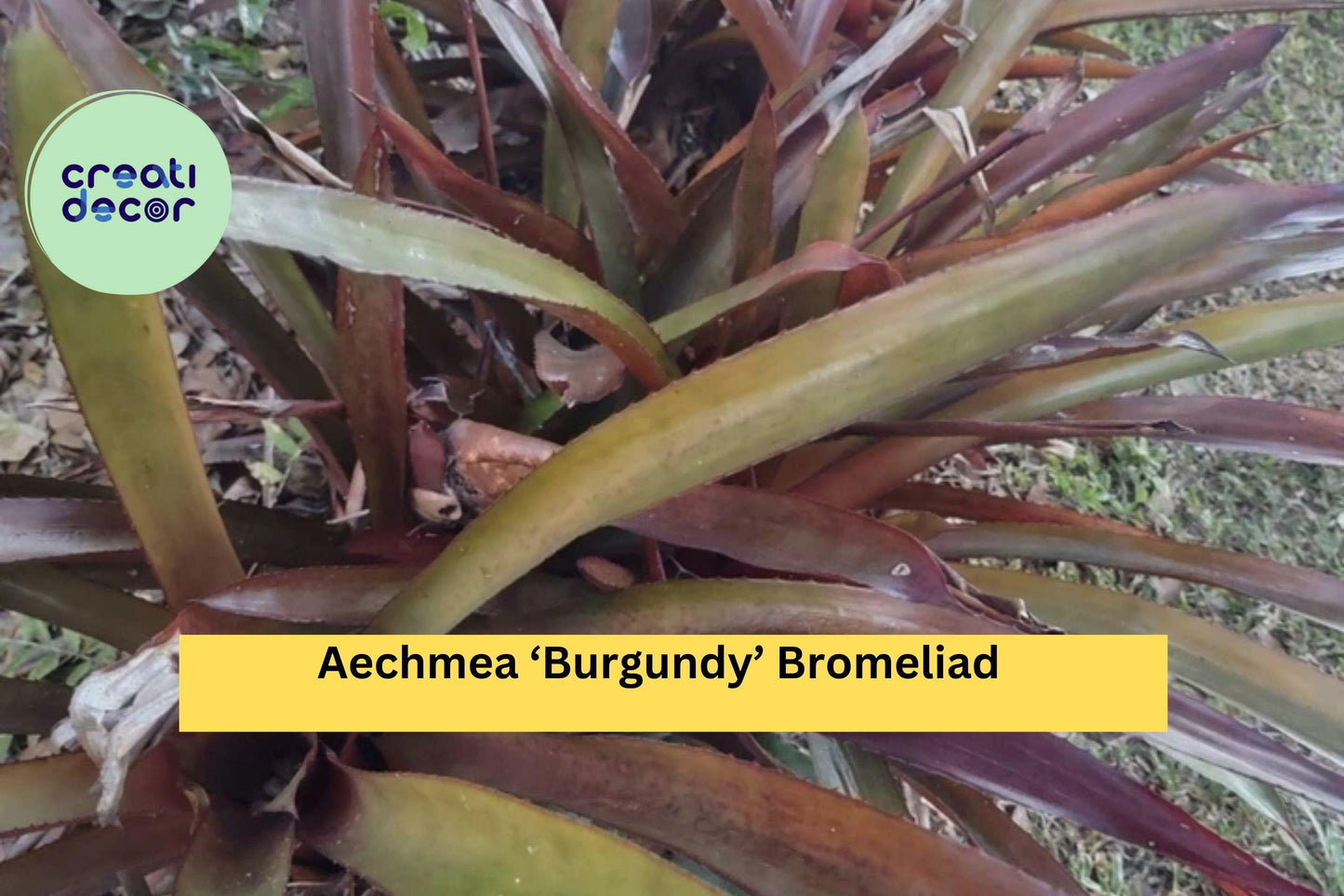 Aechmea ‘Burgundy’ Bromeliad – Live Tropical Houseplant, Deep Red Foliage, Easy-Care Air Plant Family, Grows Indoors or Outdoors
