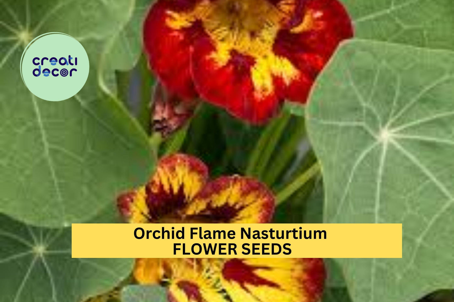 50+ Orchid Flame Nasturtium Seeds – Red-Yellow Streaked Blooms for Garden Planting, Edging, Hanging Baskets & Pollinator Beds – USA