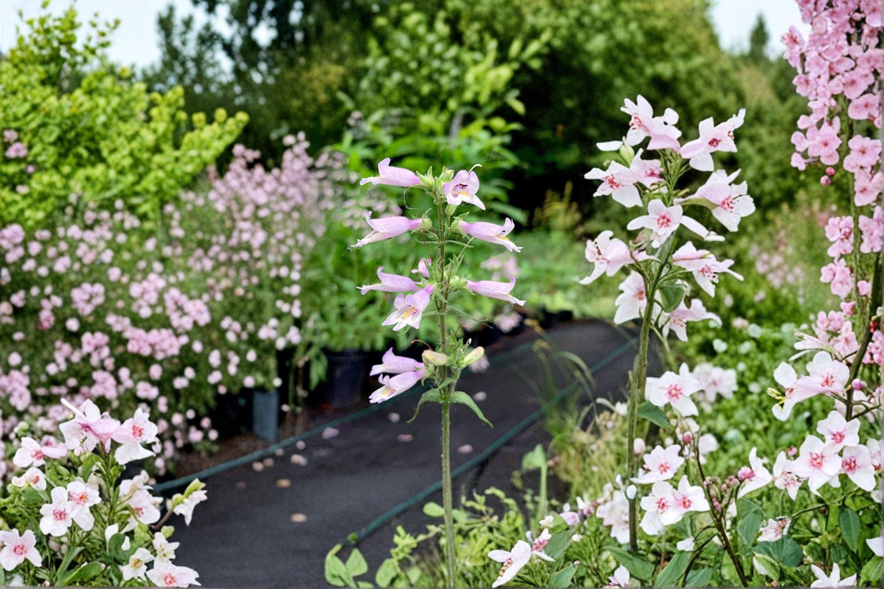 Slender Beardtongue Seeds – Penstemon gracilis | 100 Seeds | Native Purple Wildflower for Pollinator & Prairie Gardens