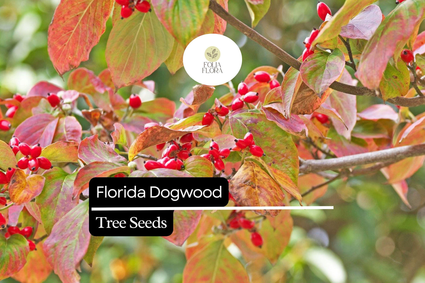 Florida Dogwood Seeds (Cornus florida) | 5 Seeds | Elegant White & Pink Blooms | Ornamental Tree