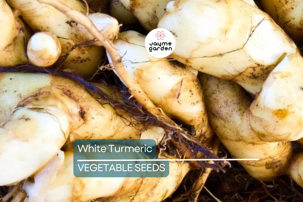 Rare White Turmeric Live Plant - Curcuma Zedoaria, 5"-10" Tall, Flowering Ginger Root, Free Shipping, USA Seller