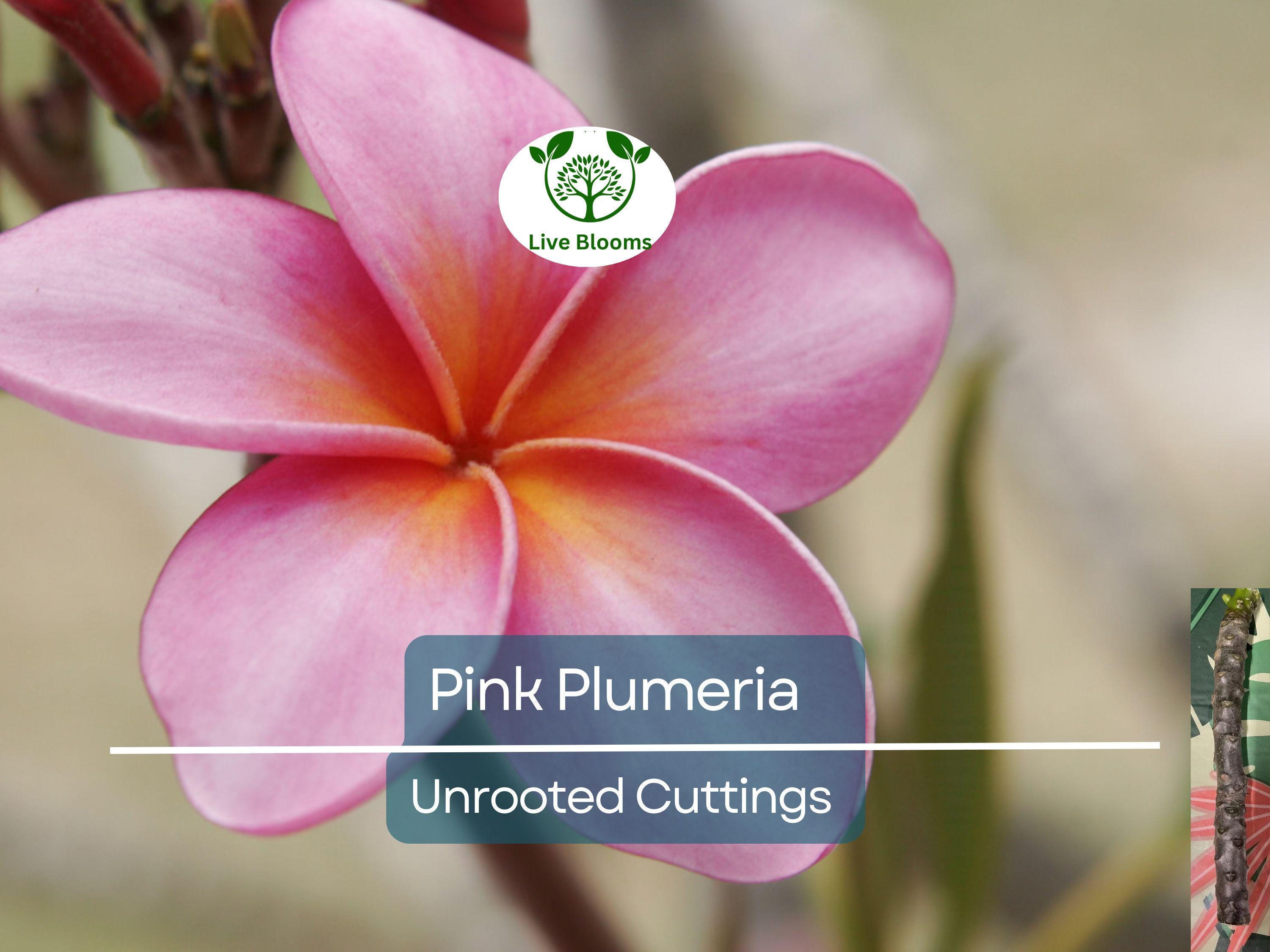 1 Pink Plumeria Cutting - Unrooted, 10" Frangipani, Tropical Flower Starter, Plumeria Rubra, Fresh Single Head Cutting, Rare Exotic Garden