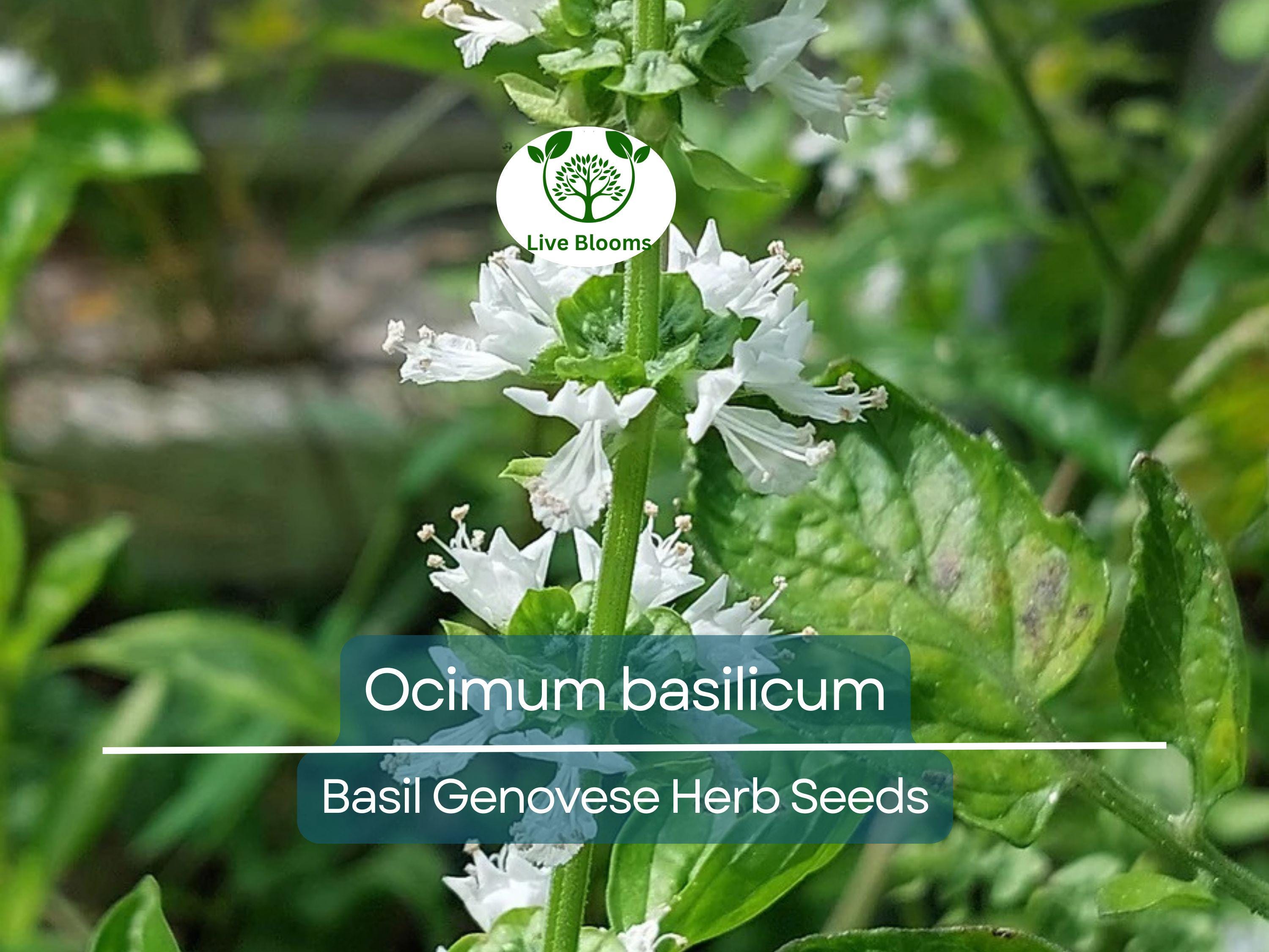 700 Basil Genovese Seeds for Planting - Ocimum basilicum - Fresh Italian Herb for Cooking, Pesto, Mediterranean Dishes, Easy to Grow