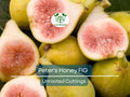 2 Peter's Honey Fig Cuttings/Scions 6" or Longer, 3+ Nodes, Fresh Cut - Ficus carica, Sweet Honey Fig