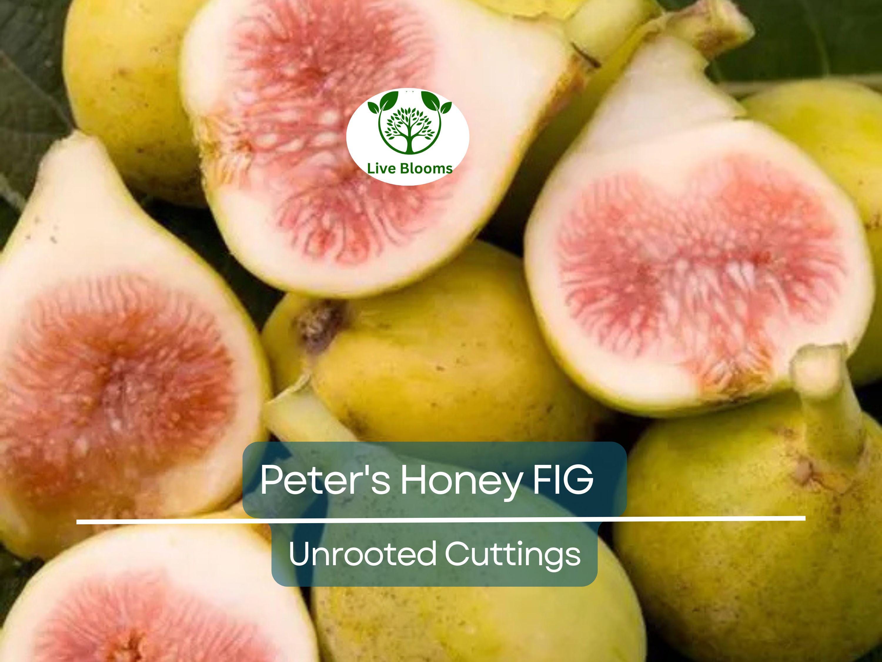 2 Peter's Honey Fig Cuttings/Scions 6" or Longer, 3+ Nodes, Fresh Cut - Ficus carica, Sweet Honey Fig