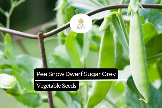 5g Pea Snow Dwarf Sugar Grey Seeds Pisum sativum | Heirloom, Non-GMO, Sweet & Tender Pods, Compact Plants, Easy to Grow