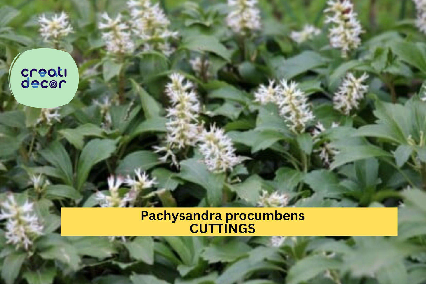 10 Pachysandra procumbens Rooted Cuttings | Native Ground Cover | Winter Hardy Shade Plant | Allegheny Spurge