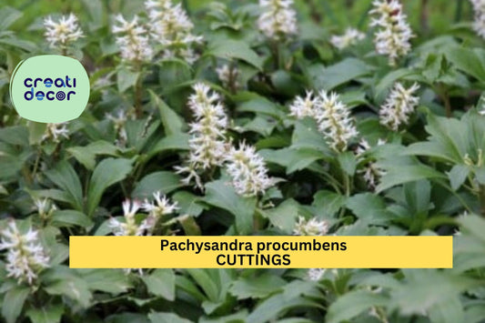 10 Pachysandra procumbens Rooted Cuttings | Native Ground Cover | Winter Hardy Shade Plant | Allegheny Spurge