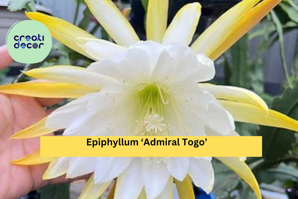 Epiphyllum ‘Admiral Togo’ – Live Orchid Cactus, Fully Rooted 3” Starter Pot, Rare Hybrid with Large Exotic Blooms, Easy-Care Houseplant