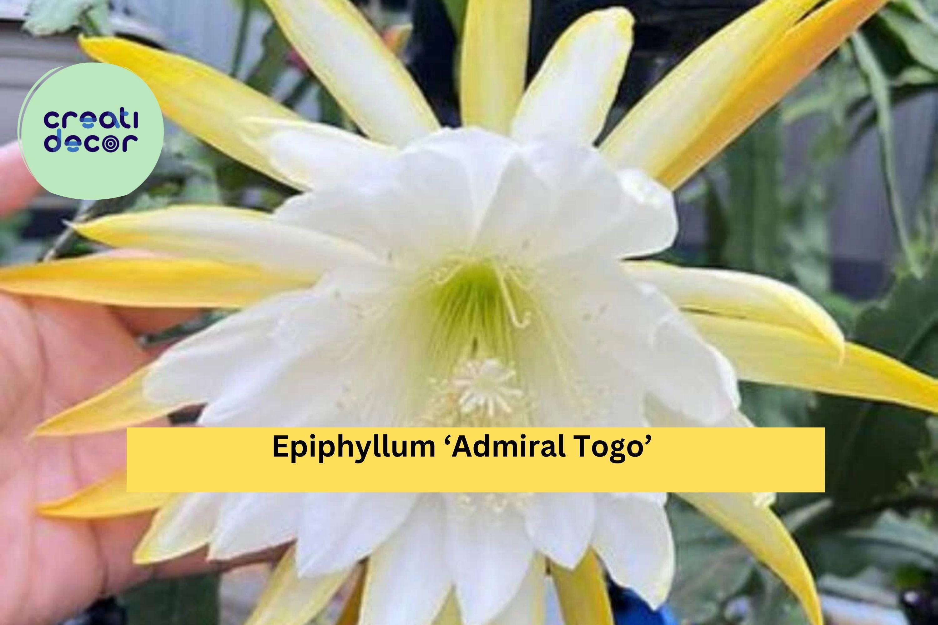 Epiphyllum ‘Admiral Togo’ – Live Orchid Cactus, Fully Rooted 3” Starter Pot, Rare Hybrid with Large Exotic Blooms, Easy-Care Houseplant