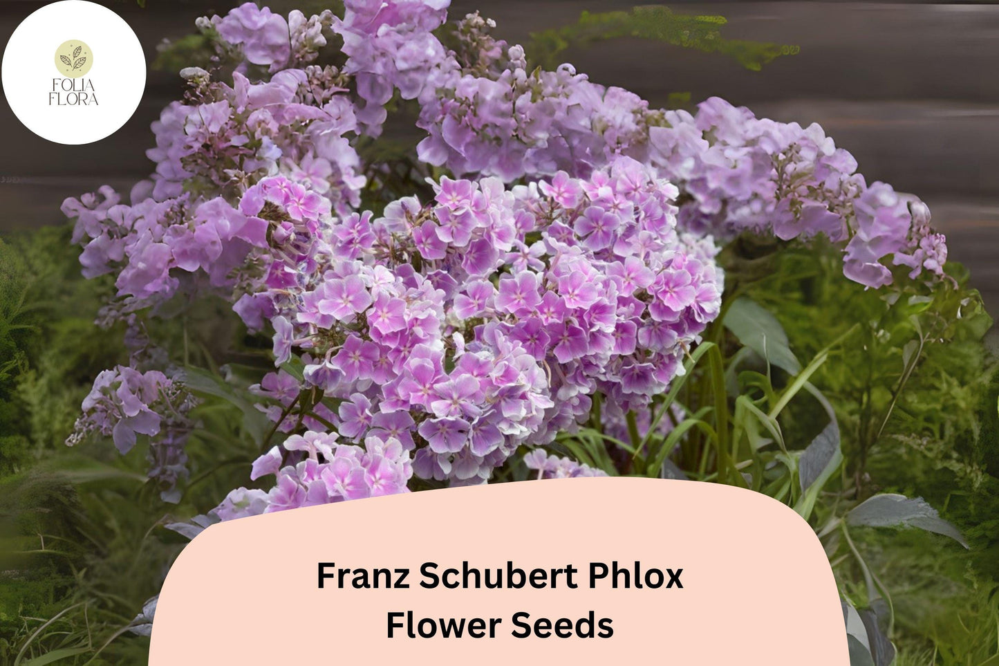 100+ Franz Schubert Phlox Seeds – Soft Lavender Blooms, Perennial Phlox paniculata