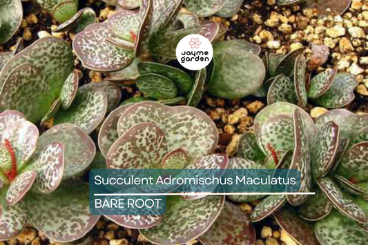 Adromischus Maculatus ‘Calico Hearts’ – 1 Live Succulent Plant, Spotted Chocolate Drop