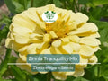 100 Seeds Zinnia Tranquility Mix (Zinnia elegans) Double Cut Flowers for Butterflies & Hummingbirds, Vibrant Garden Blooms