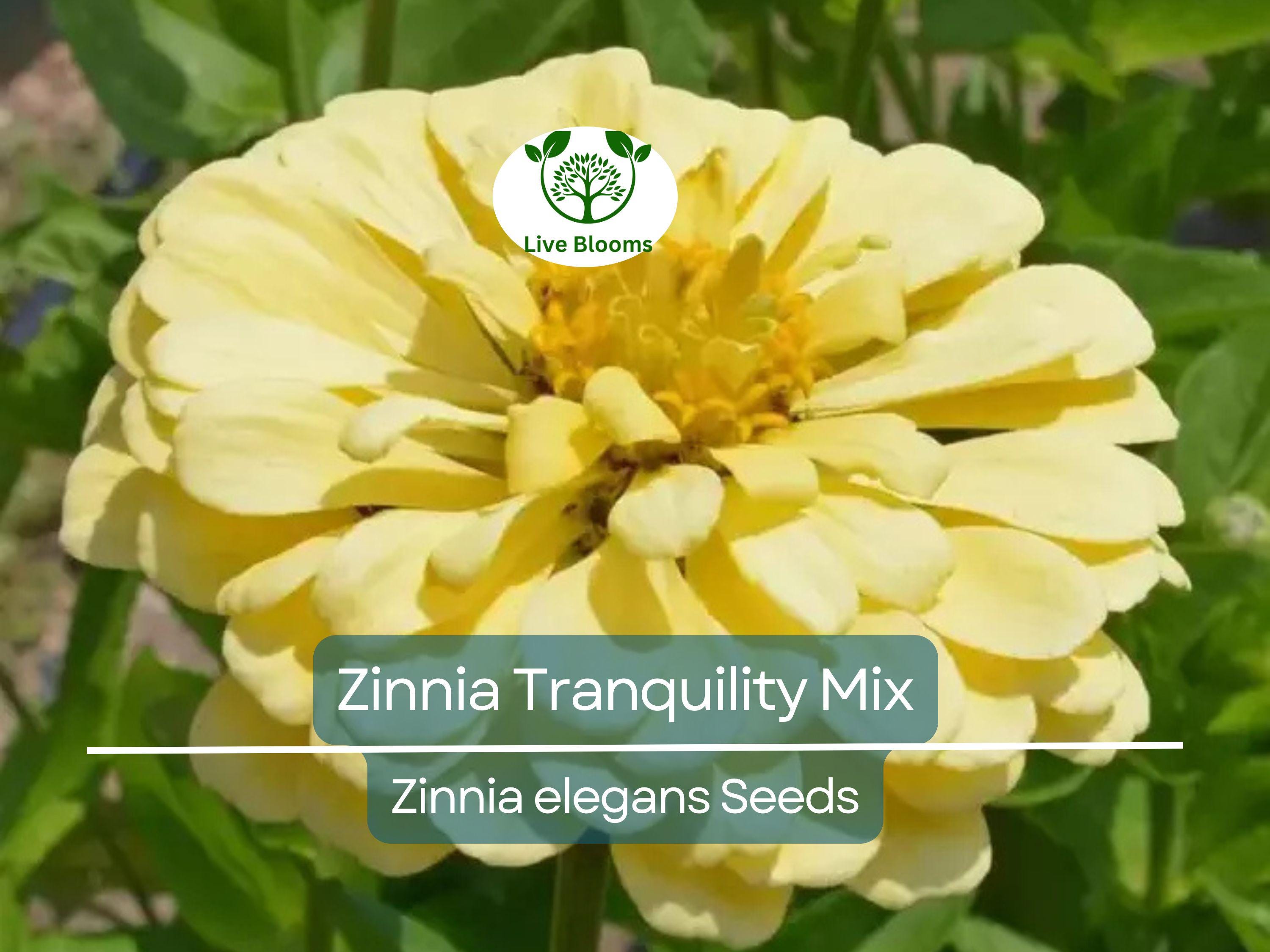 100 Seeds Zinnia Tranquility Mix (Zinnia elegans) Double Cut Flowers for Butterflies & Hummingbirds, Vibrant Garden Blooms