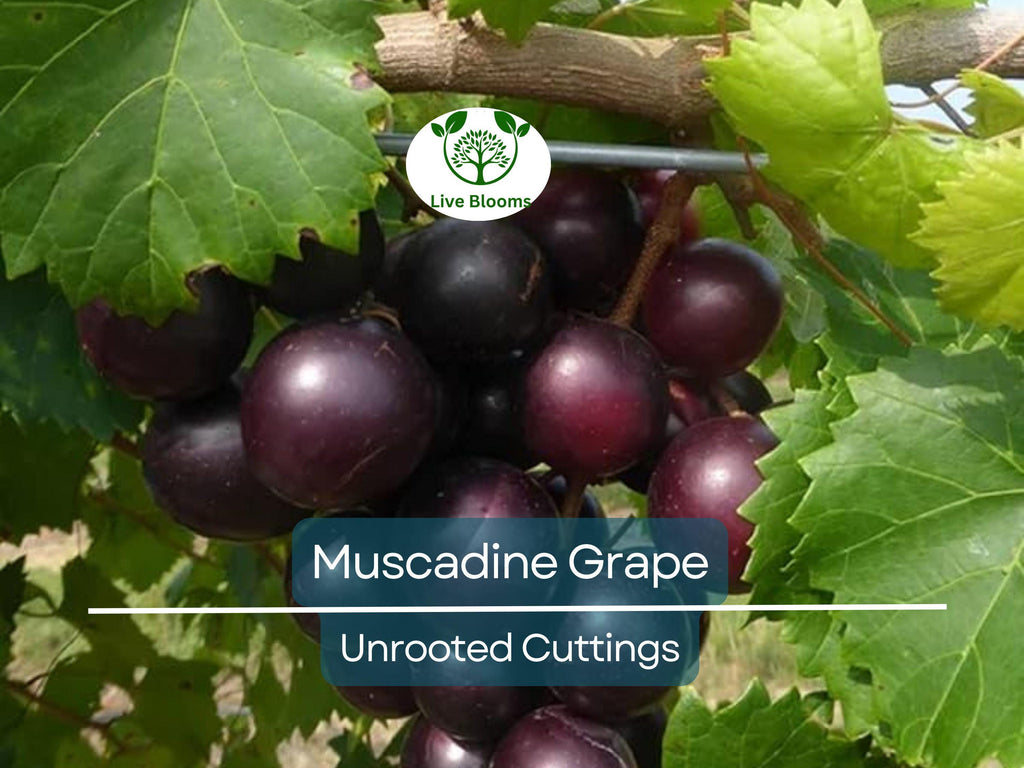 8 Fresh Vine Clippings Muscadine Grapes (Vitis rotundifolia) - Organic Wild Grown Superfood for Propagation & Grafting