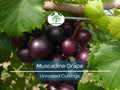 8 Fresh Vine Clippings Muscadine Grapes (Vitis rotundifolia) - Organic Wild Grown Superfood for Propagation & Grafting