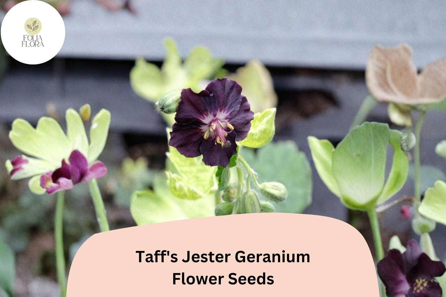 25+ Taff’s Jester Geranium Seeds | Hardy Perennial Cranesbill | Purple Blooms for Garden Borders and Containers