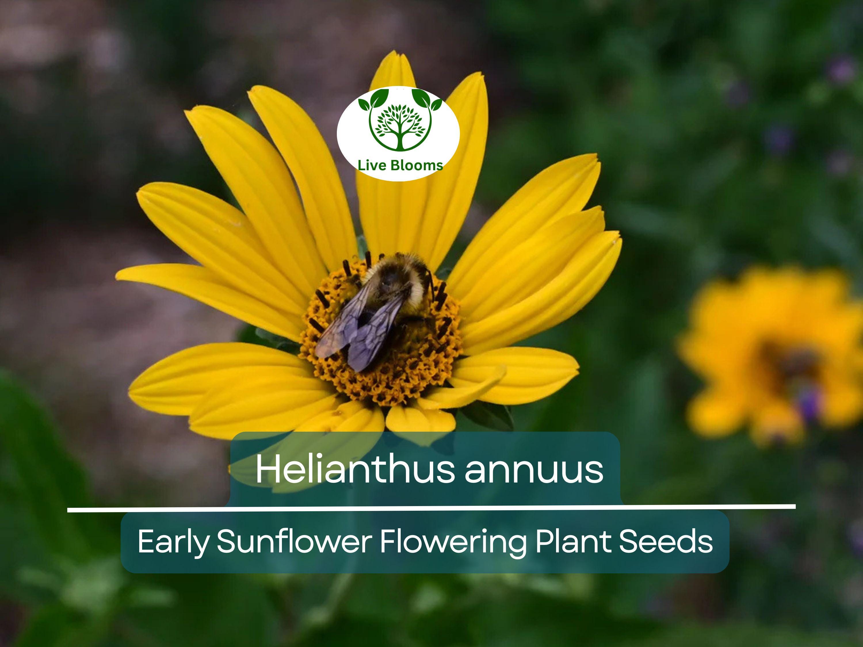 250 mg Seeds Early Sunflower (Helianthus annuus) – Vibrant Flowering Plant for Planting, Gardening, & Pollinator-Friendly Landscapes