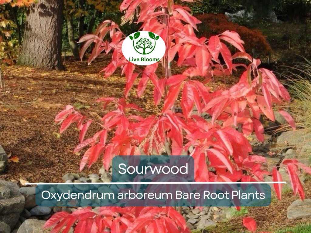 2 Sourwood Trees – Bare Root 1–2 Ft Tall – Oxydendrum Arboreum Saplings for Planting – Fall Color & Summer Blooms