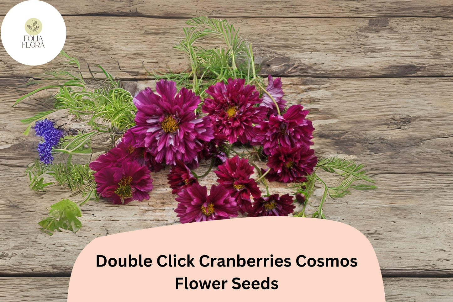 200+ Double Click Cranberries Cosmos Seeds | Cosmos Bipinnatus Deep Red Double Flower Seeds