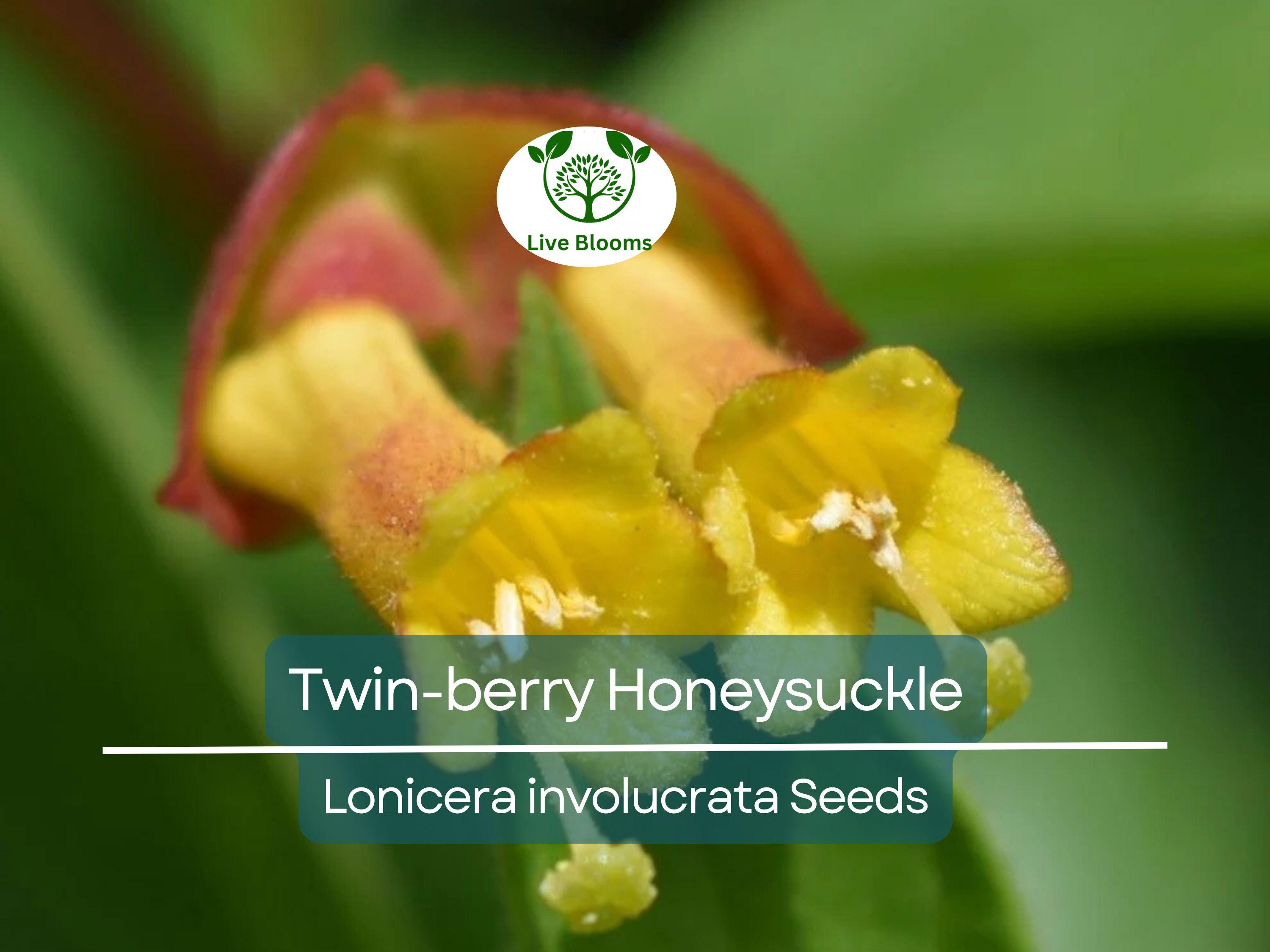 50 Twin-berry Honeysuckle Seeds (Lonicera involucrata) | Red Flower Vine Shrub, Hardy, Pollinator-Friendly, Fast-Growing
