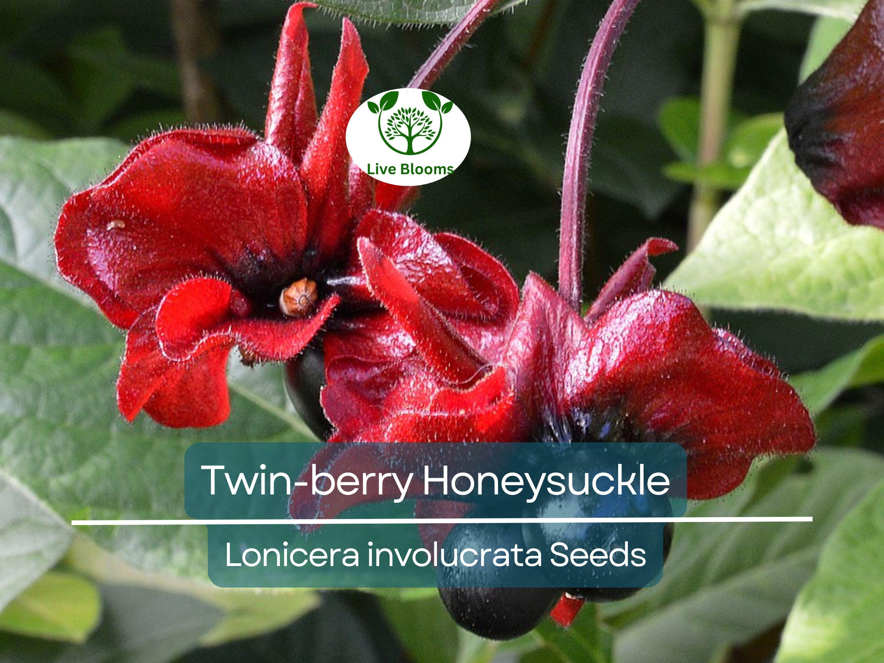 50 Twin-berry Honeysuckle Seeds (Lonicera involucrata) | Red Flower Vine Shrub, Hardy, Pollinator-Friendly, Fast-Growing