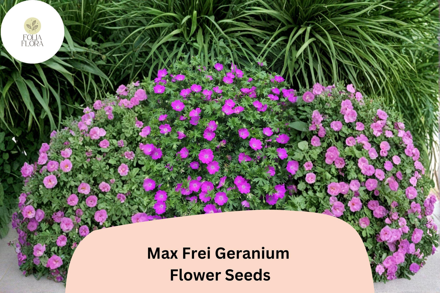 25+ Max Frei (Bloody Cranesbill) Geranium Seeds for Garden Planting – Purple Flowers, Hardy Perennial