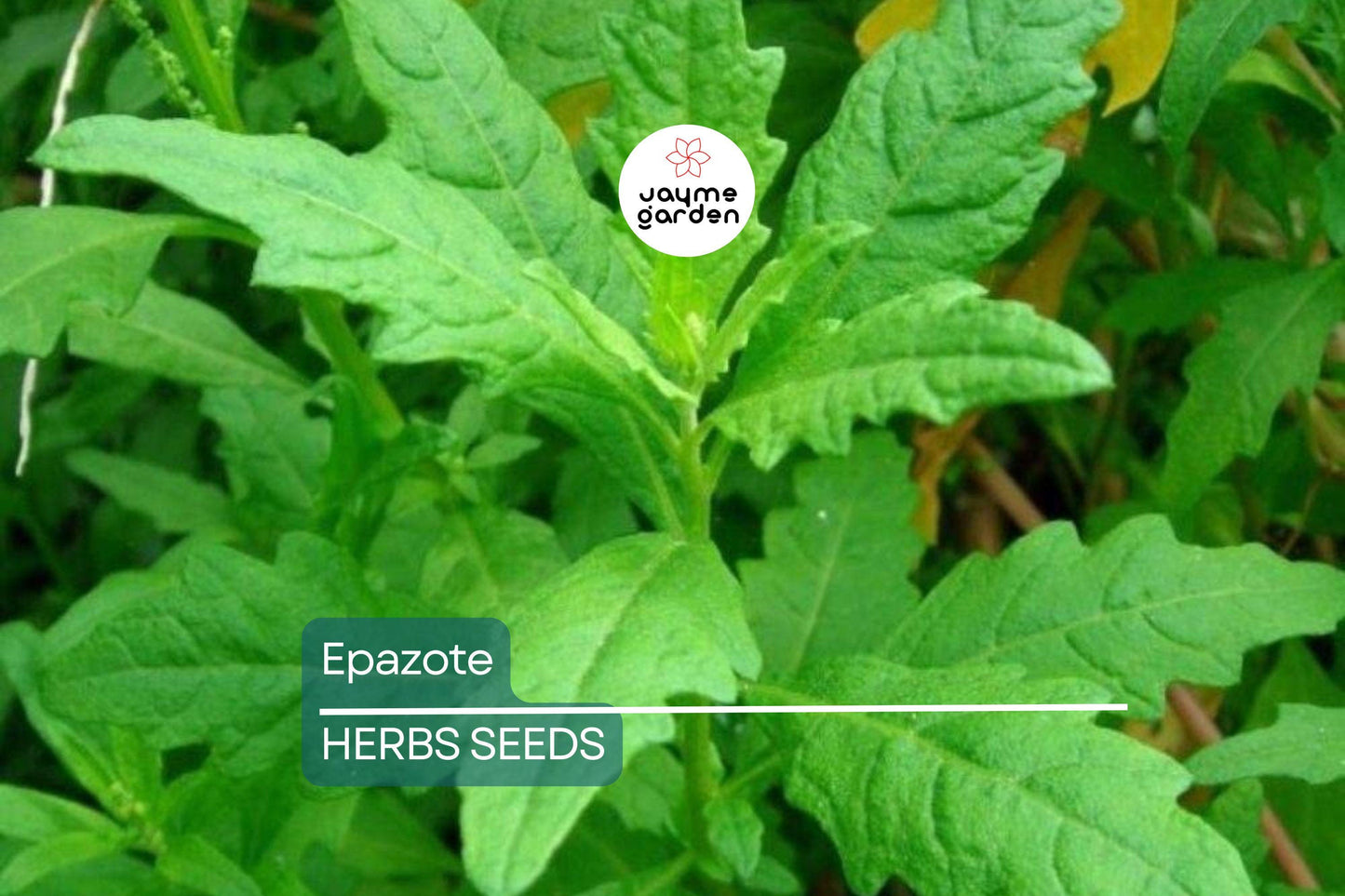 300 Epazote Seeds | Chenopodium Ambrosioides | Mexican Herb, Non-GMO, Culinary & Medicinal