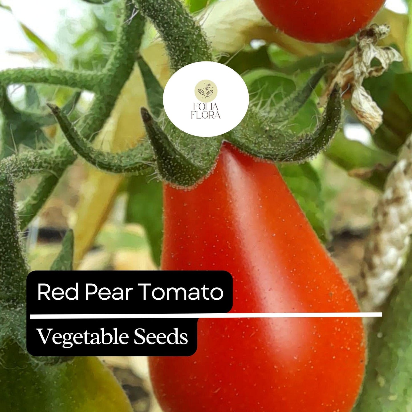 30 Red Pear Tomato Seeds – Heirloom, Non-GMO, Sweet & Juicy, High-Yield Cherry Tomato