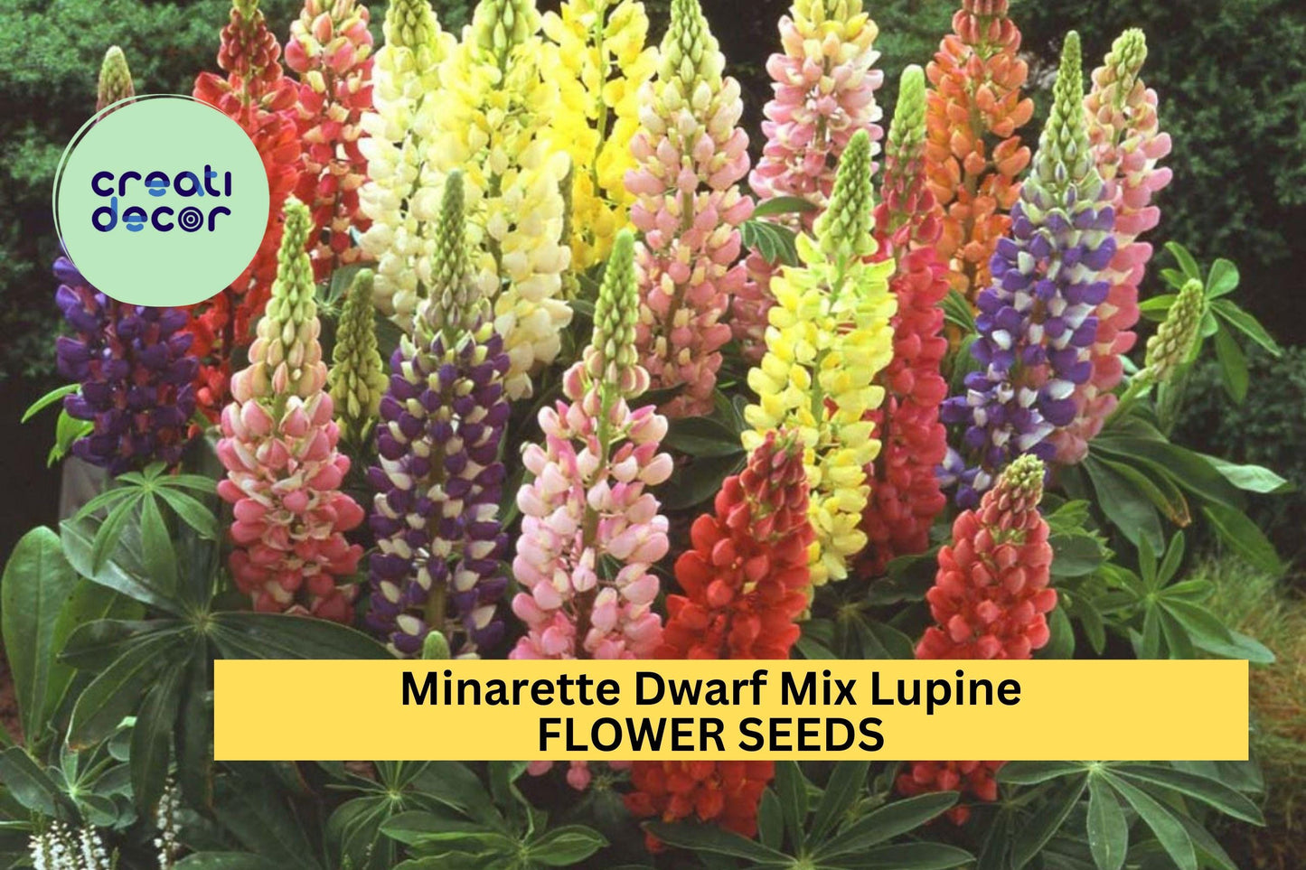 25+ Minarette Dwarf Mix Lupine Seeds – Compact Spiked Blooms in Colorful Shades for Garden Beds, Borders & Pots – USA