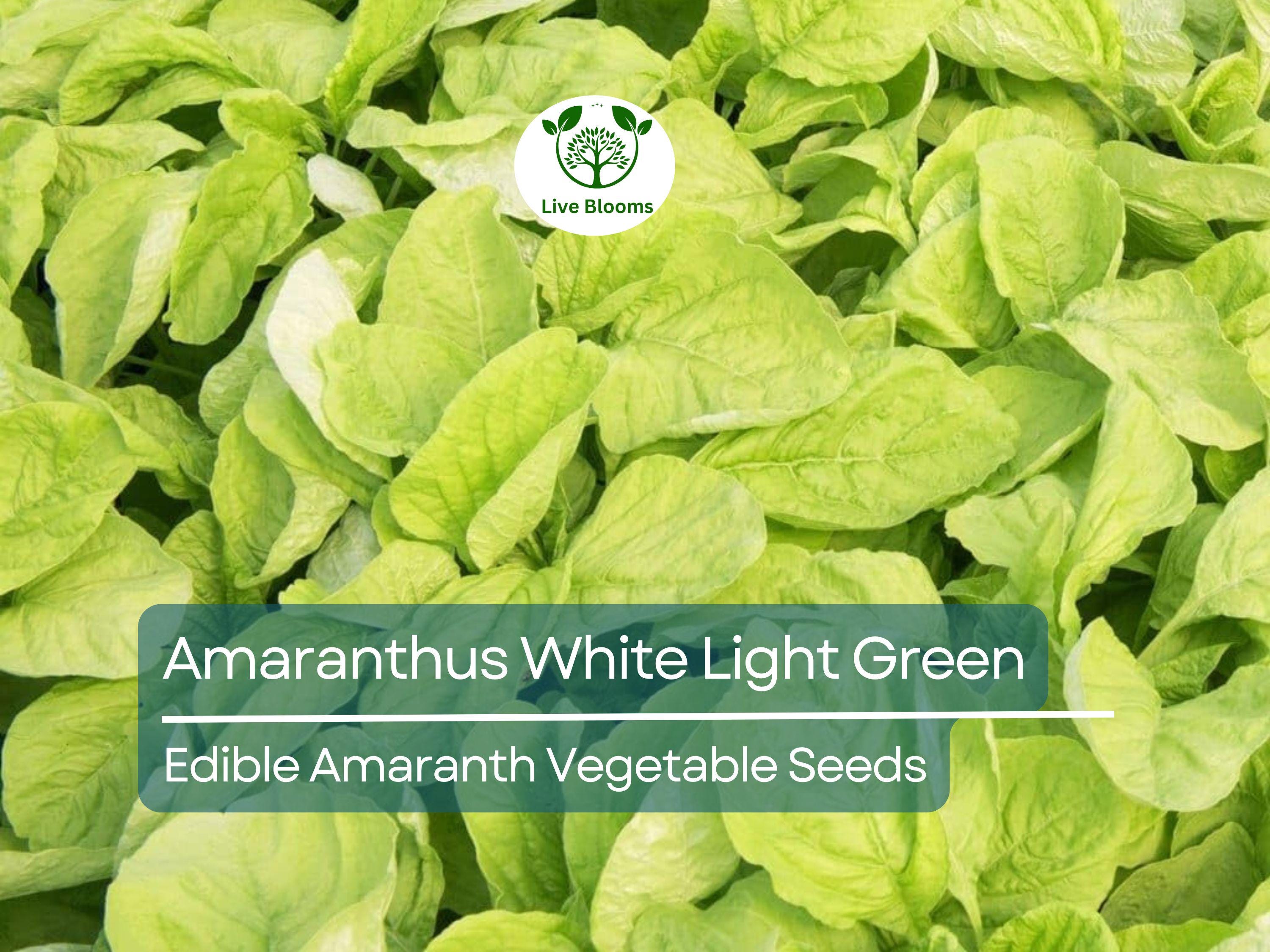 500 Edible Amaranth Seeds - Amaranthus White Light Green | Chinese spinach | Nutritious Leafy Green for Planting, Gardening & Culinary Use