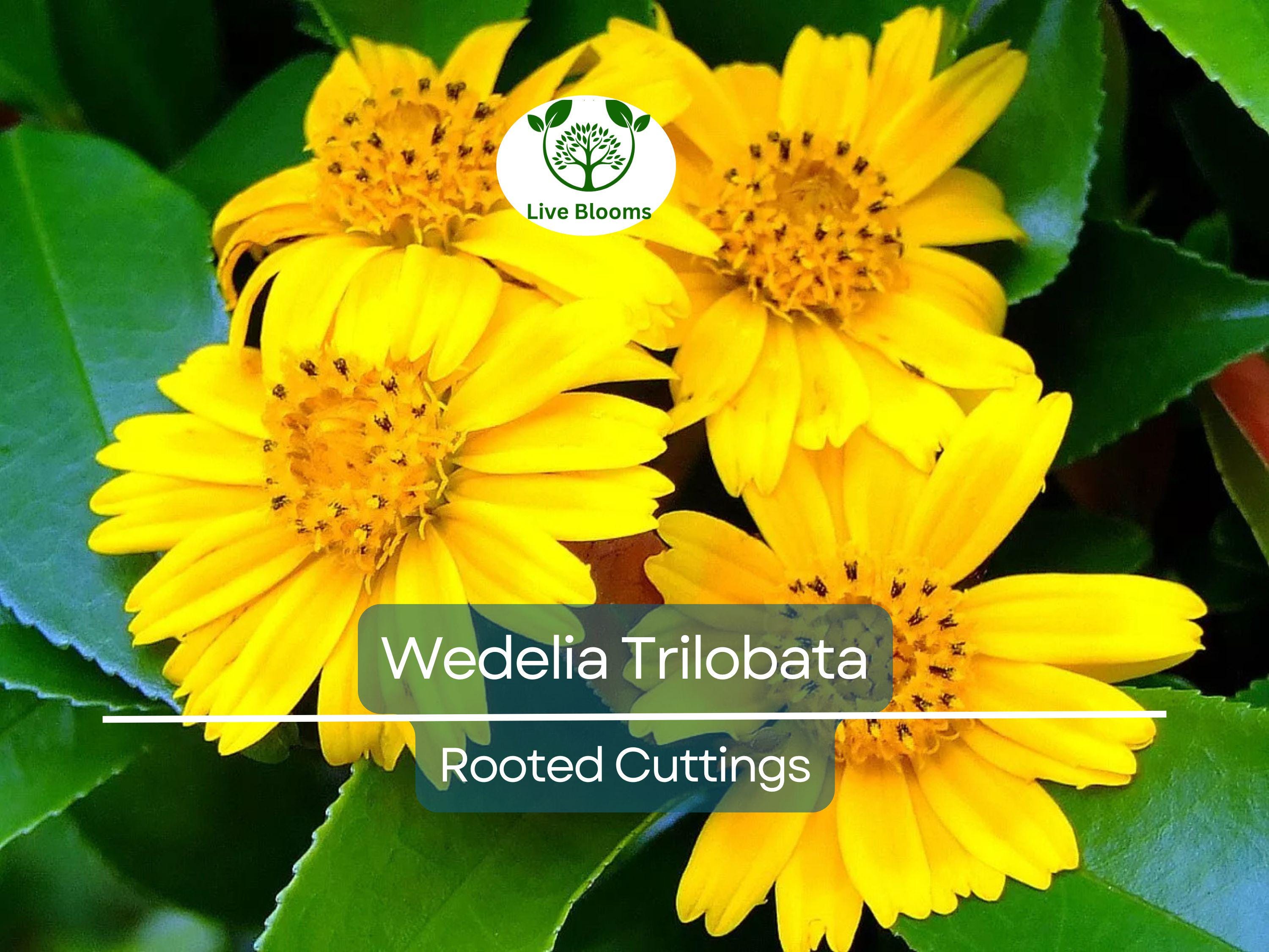 10 Live Rooted Vine Cuttings Wedelia Trilobata Perennial Ground Cover, Creeping Daisy, Tropical Flowering Plant, Landscaping & Groundcover