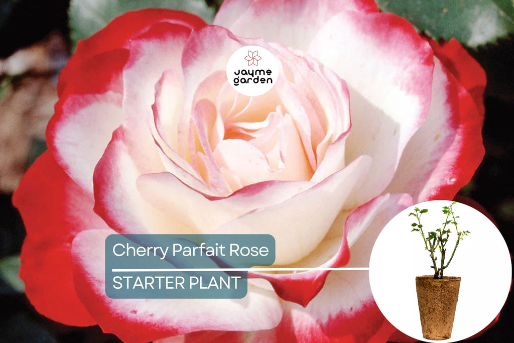 Cherry Parfait Rose – 1.5 Gal Pot | Fragrant Red & White Grandiflora | Own-Root, Heavy Reblooming | Zones 5-10