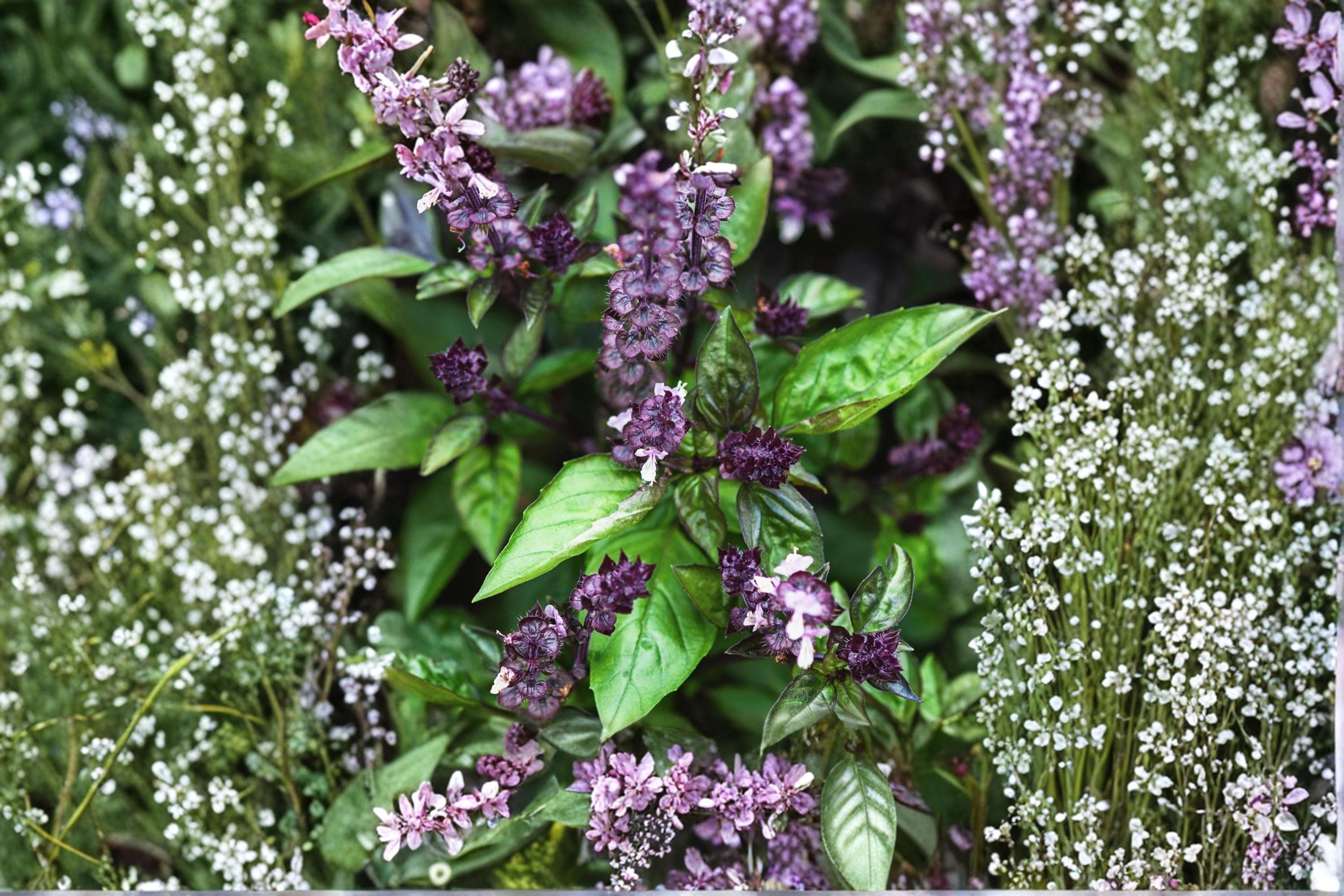 Cinnamon Basil – Ocimum basilicum Seeds | 75 Seeds | Aromatic Herb Variety | Edible Garden Favorite