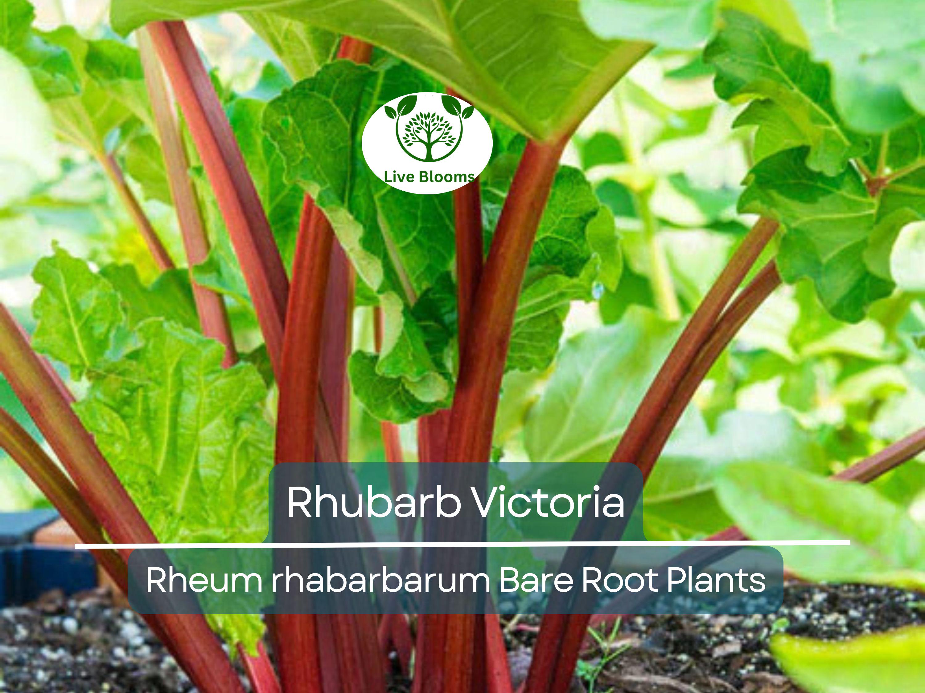 1 Rhubarb Victoria Bare Root Plant – Heirloom Perennial Vegetable for Garden – Easy to Grow, Tart Stalks, Organic Garden Favorite