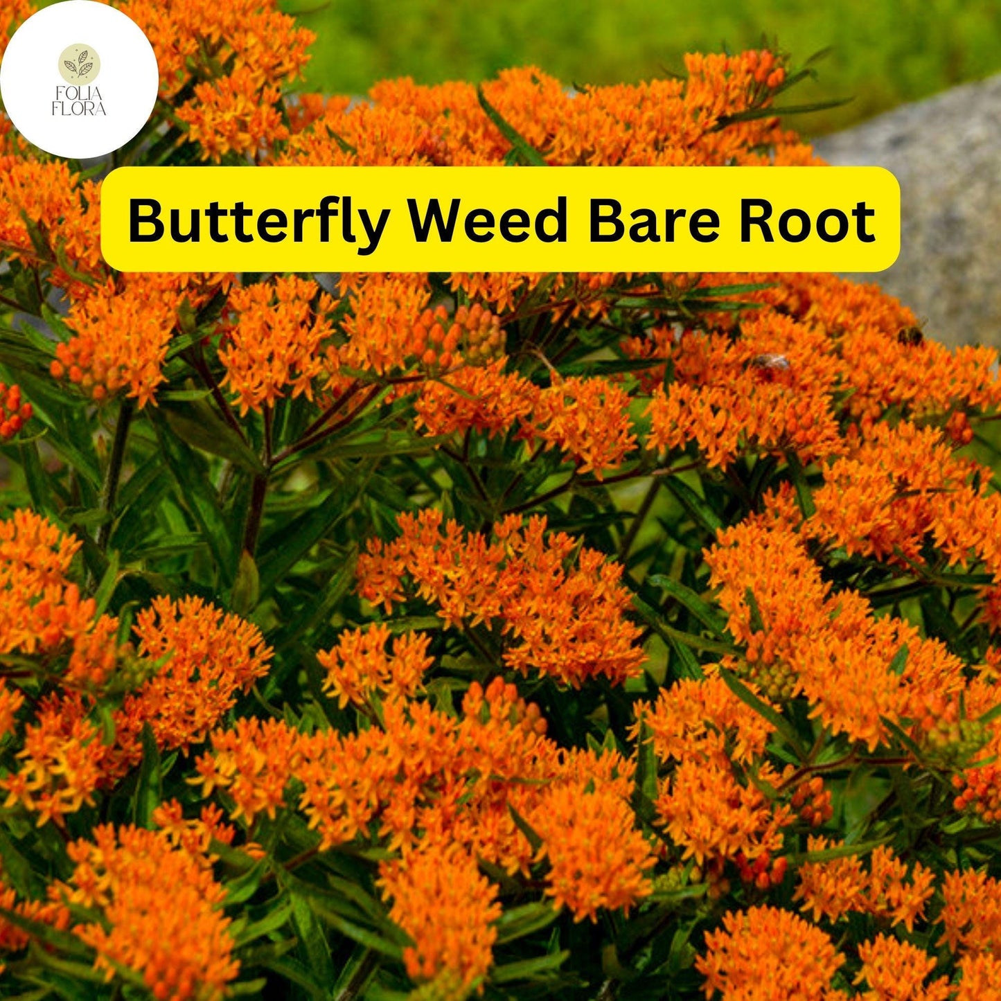 10 Butterfly Weed Plants, Asclepias tuberosa, Bare Root Perennials, Monarch Host & Pollinator-Friendly