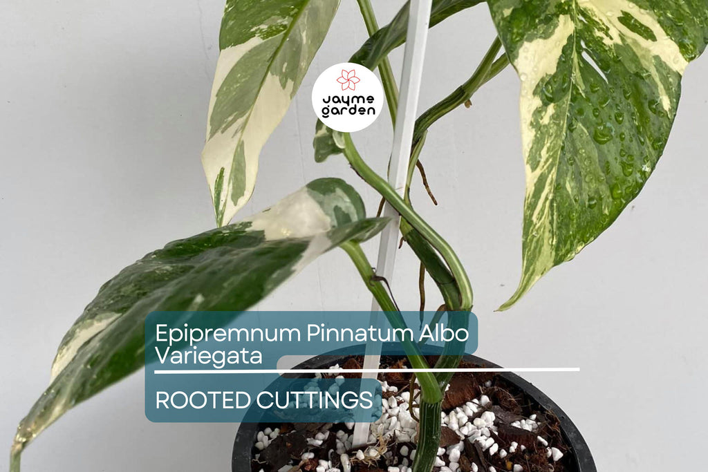 Epipremnum Pinnatum Albo Variegata Rooted Cutting - Healthy Houseplant with Strong Roots - Rare Variegated Foliage