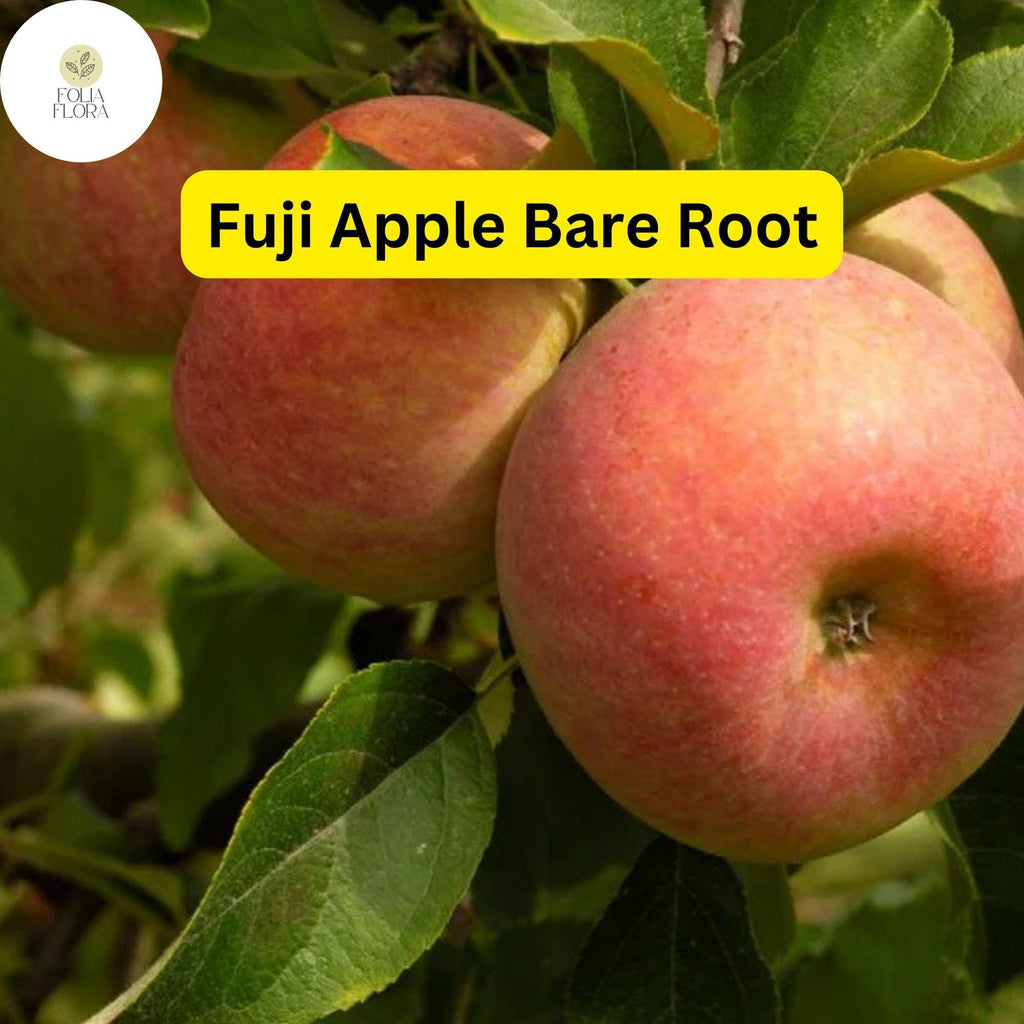1 Fuji Apple Tree (Malus domestica) 2-3 Ft Tall Live Fruit Tree