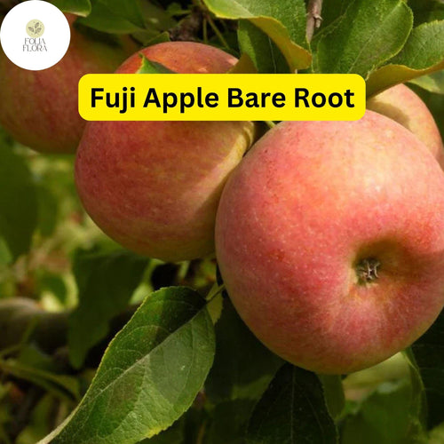 1 Fuji Apple Tree (Malus domestica) 2-3 Ft Tall Live Fruit Tree