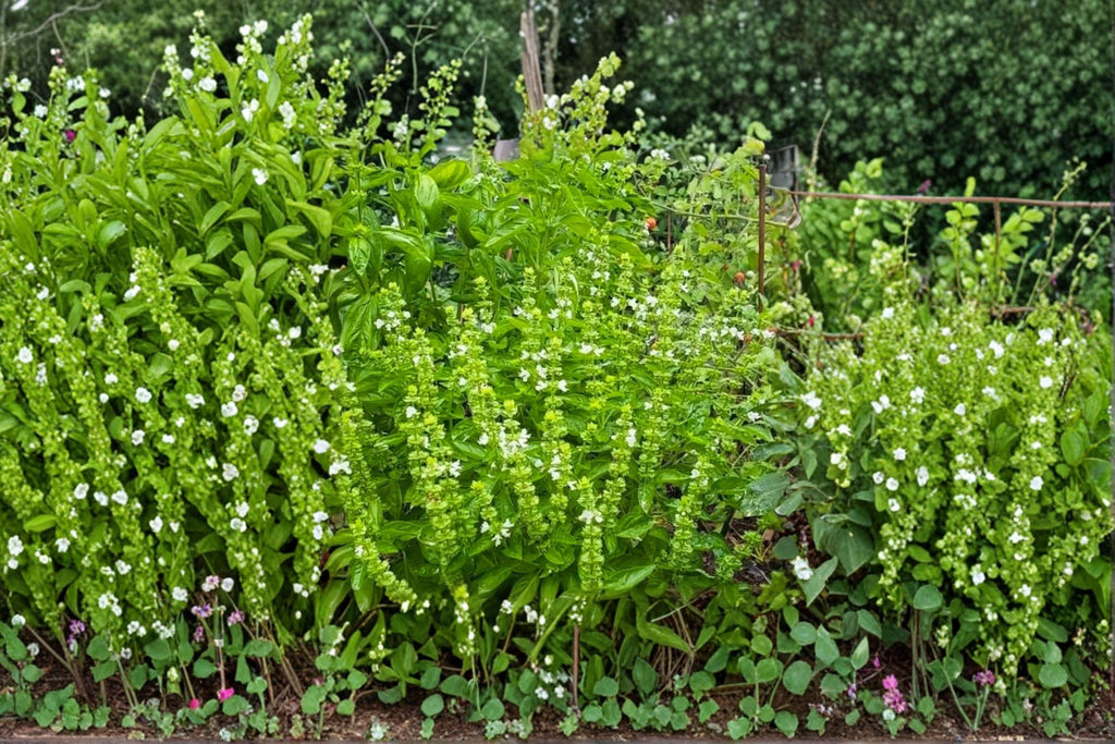 Lemon Basil – Ocimum basilicum Seeds | 75 Seeds | Citrus-Scented Culinary Herb | Edible Garden Favorite