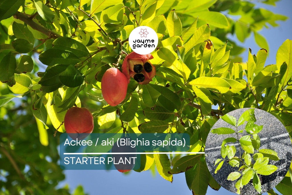 Ackee Starter Plant (Blighia sapida) Live Tropical Fruit Tree 12”-24” | Caribbean Culinary Treasure | Grow Your Own Exotic Tree