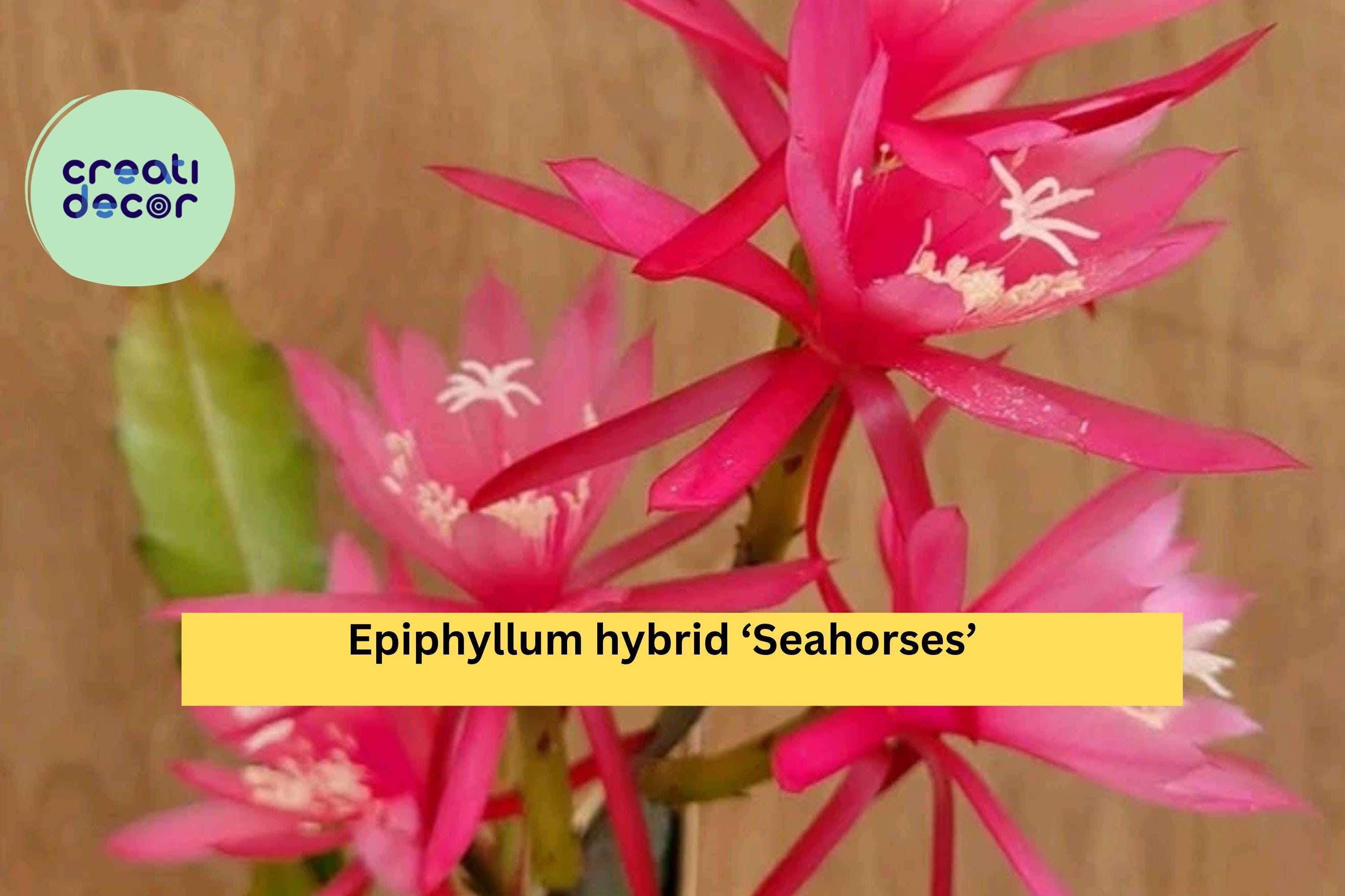 Epiphyllum ‘Seahorses’ Orchid Cactus – Live Well-Rooted Plant in 4” Pot, Epiphytic Succulent with Exotic Flowers for Indoor or Patio Decor