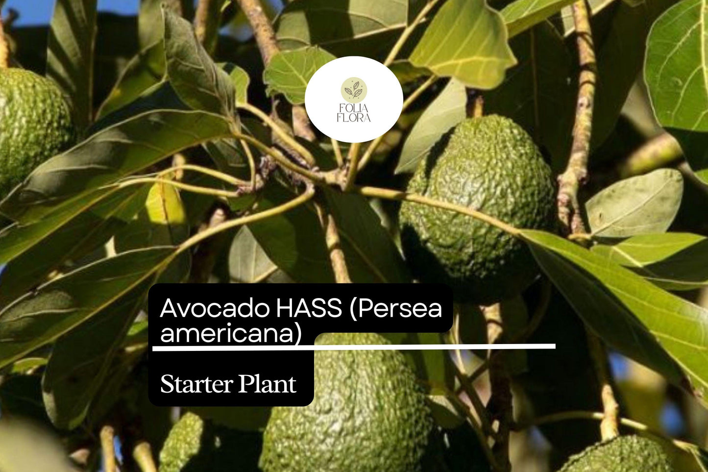 1 Starter Plant Avocado Hass Tree (Persea americana) Live Tropical Fruit Tree 12"-24"